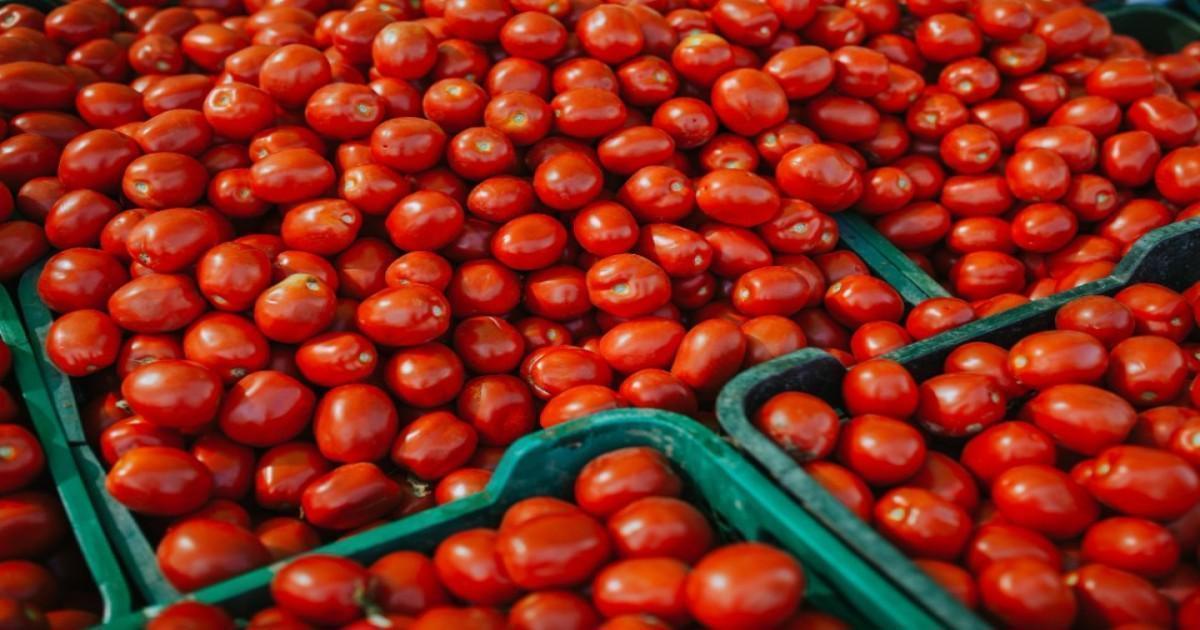 Tomato Price Today in Madhya Pradesh